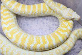 zebra carpet python traits morphpedia