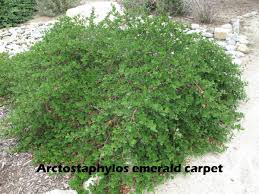 arctostaphylos emerald carpet