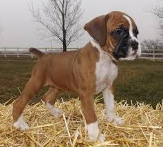 Our boxer puppies for sale come from either usda licensed commercial breeders or hobby breeders with no more than 5 breeding mothers. Boxer Puppies For Sale Near Me Boxer Puppies For Sale Near Me Boxer Puppies For Sale Near Me