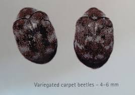 pest control carpet beetles best 1