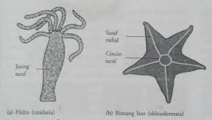 Secara keseluruhan, sistem saraf pada manusia tersusun dari beberapa bagian organ. Sistem Saraf Pada Cnidaria Echinodermata Platyhelminthes Anelida Arthropoda Dan Moluska Info Pendidikan Dan Biologi