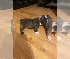 Use the search tool below and browse adoptable english. Puppyfinder Com English Bulldog Puppies Puppies For Sale Near Me In North Carolina Usa Page 1 Displays 10