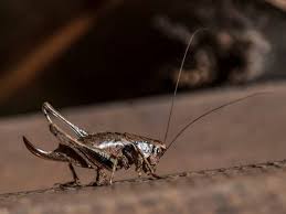 how to get rid of crickets in basement
