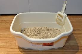 Your New Cat The Litter Box Hshv