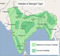 bengal tiger conservation basics on