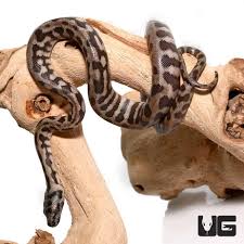 baby jaguar carpet pythons het axanthic