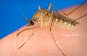 Potrivit specialistului, înțepăturile de țânțari pot deveni letale. Caz Confirmat BÄƒrbat Din Vestul È›Äƒrii Infectat Cu Virusul West Nile