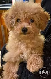 sell toy poodle russia nationality
