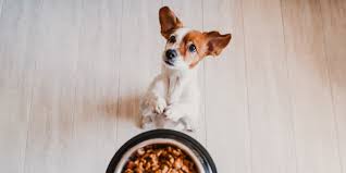 the best dry dog food 2024 according to