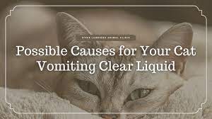 your cat vomiting clear liquid