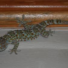 how to rid your home of lizards dengarden