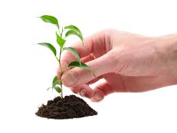 332,957 tree planting clip art images on gograph. Free Tree Seedling Lovetoknow