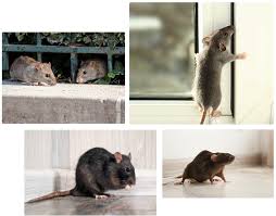 Rat Removal Control Services Gta