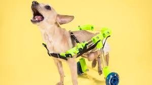 customizable pet wheelchair