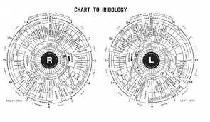 Iridology Report With Thad Cheatham An In Depth Scan Of The