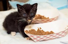 Petmd recommends arranging a schedule to fit young cats require more food because they're so active and develop quickly. Cat Nutrition Tips Aspca