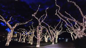 Christmas Lights At Grand Wailea Resort On Maui Wailea
