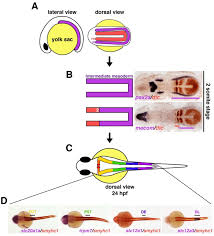 Nephron Segmentation Formation During Zebrafish Development