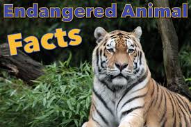 This becomes quite more of a difficult task when your kids are not much of an animal lover! Endangered Animals Facts For Kids Information Pictures