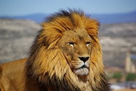 leo the lion cat lion hd