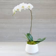 elegant orchids for home or gift same
