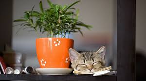 Plants That Are Poisonous For Cats And