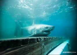 great white shark off coast of portland