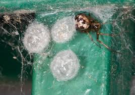 Spider Eggs Inside Your Home Bayou