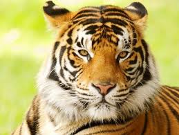Bengal Tigers Teaching Resource Reading In Grade 1 2