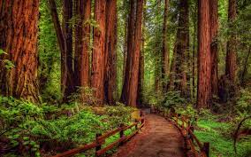 Redwood Forest Path HD Wallpaper ...