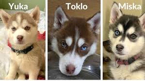 Raleigh, nc 27601 change view all dogs. 17 Husky Puppies Rescued In B C Interior Now Up For Adoption Ctv News