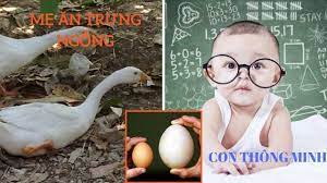 Bà bầu có nên ăn trứng ngỗng để con thông minh khi sinh ra không?