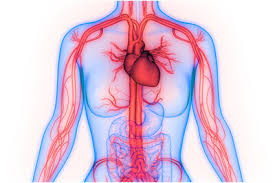 The circulatory system is an organ system that transports nutrients (such as amino acids and electrolytes), gases, hormones, blood cells, nitrogen waste products, etc. Drug Abuse Treatment The Circulatory System