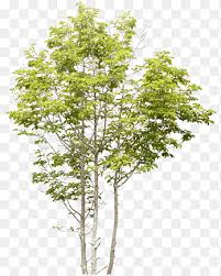Birch Tree Png Images Pngegg
