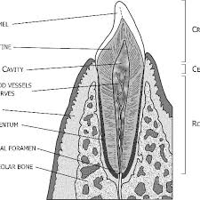 In the long bones, the epiphysis is the region between the growth plate or. 4 Simplified Cross Section Of A Tooth Incisor And Jaw Download Scientific Diagram