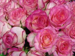 beautiful valentine flower pink