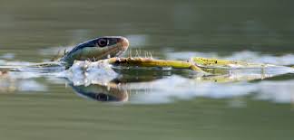 snakes that swim with salmon hakai