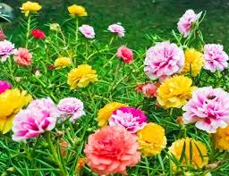 Tìm hiểu về giống hoa mười giờ Nhật Bản nhiều màu sắc trang trí sân vườn