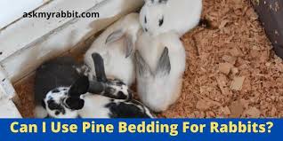 pine bedding safe for rabbits