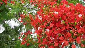 Smaller flowering shrubs are also available. Gardening The Flowering Trees Of Florida
