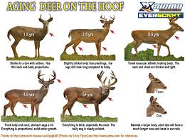 Aging Deer On The Hoof