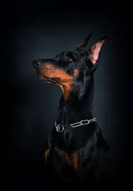 doberman dog on a black background