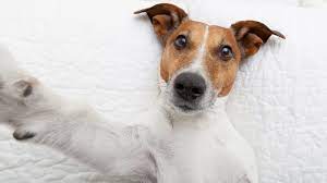 Jack Russell Terrier, vertebrate, dog ...