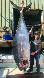Tuna are a type of fish that can be obtained by cooking raw tuna on a fire or cooking range, requiring level 30 cooking and granting 100 experience when successful. How To Cut Bluefin Tuna Karen Lynn Charters Gloucester Ma