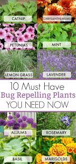 Marigolds are beautiful, and there's no doubt that they attract a variety of beneficial insects that prey on bad bugs, which is a very positive attribute indeed! 10 Must Have Bug Repelling Plants To Have This Summer For Your Home Nothing Is Worse Than Trying To Sit Outside Plants That Repel Bugs Plants Planting Flowers