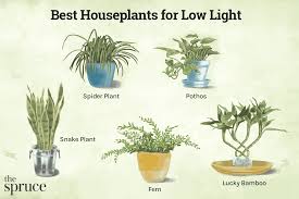 28 best low light indoor plants for