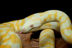 albino darwin carpet python 003 jpg