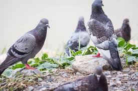 How To Deter Pigeons From Gardens With