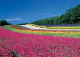 Top 9 Gorgeous Hokkaido Flowers Spots (Best Between June and August) | LIVE  JAPAN travel guide