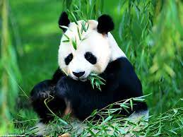 4 beijing zoo 7 must see places in beijing travel panda bear panda cute panda